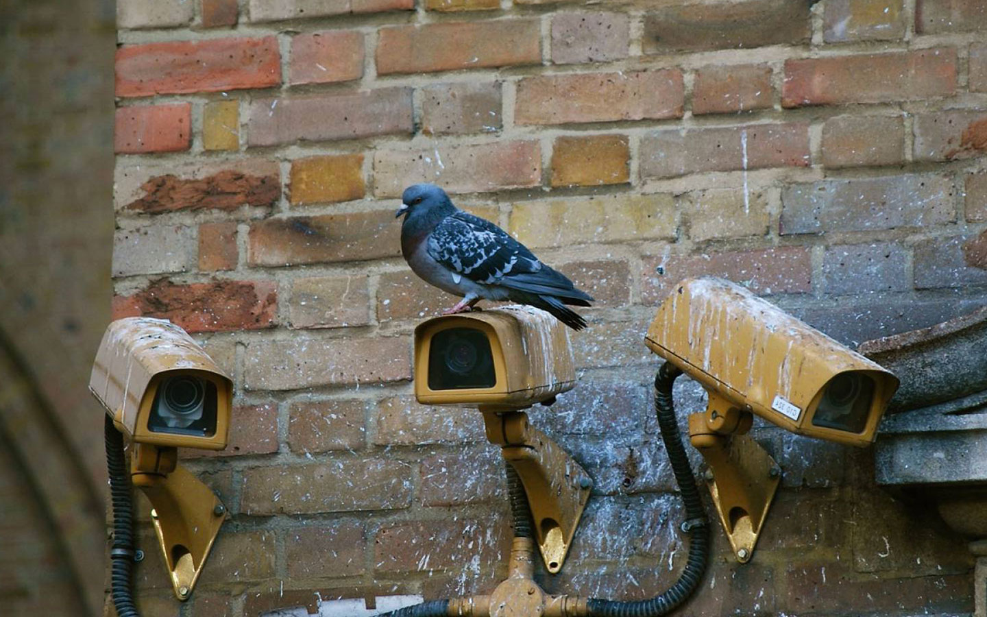 nettoyage-fiente-pigeon-Toulon-Var-83